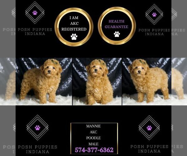 Medium Photo #6 Poodle (Toy) Puppy For Sale in WARSAW, IN, USA