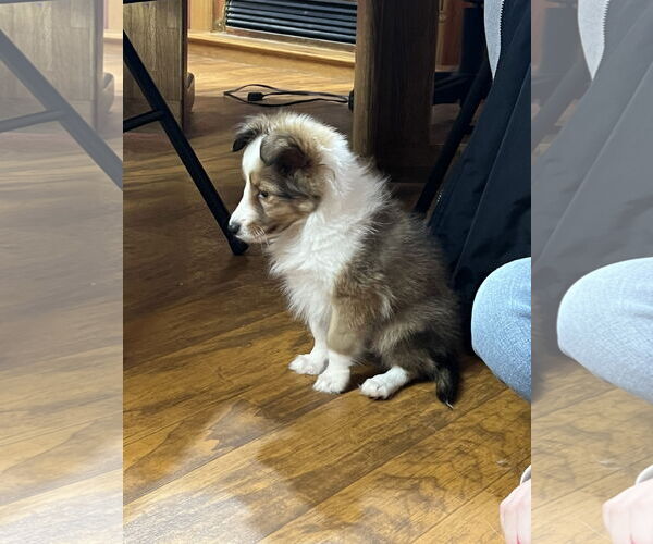 Medium Photo #5 Mutt Puppy For Sale in Columbus, OH, USA