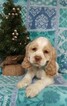 Small Photo #5 Cocker Spaniel Puppy For Sale in EDEN, PA, USA