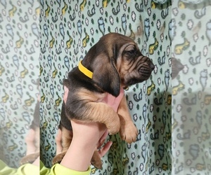 Bloodhound Puppy for sale in ABERDEEN, SD, USA