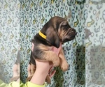 Small Bloodhound