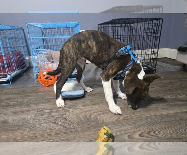 Medium Photo #4 Mountain Cur-Unknown Mix Puppy For Sale in Alexander, AR, USA