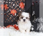 Small #3 Shih Tzu