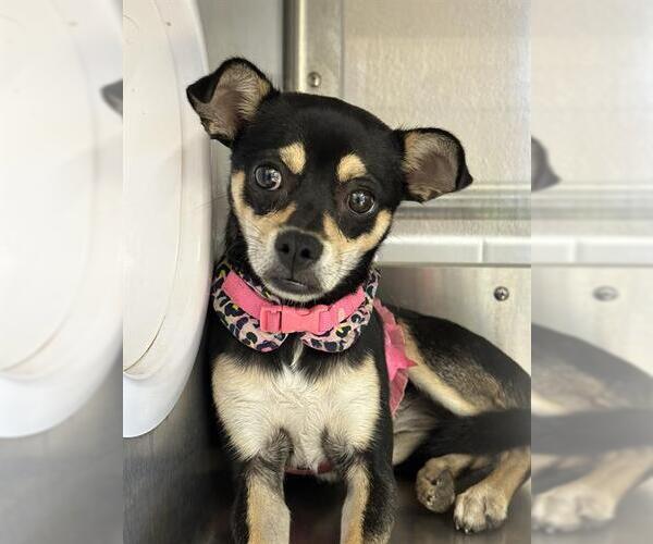 Medium Photo #1 Chihuahua-Unknown Mix Puppy For Sale in Chula Vista, CA, USA