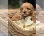 Puppy Puppy 5 Cavapoo