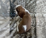 Small #7 Cavalier King Charles Spaniel
