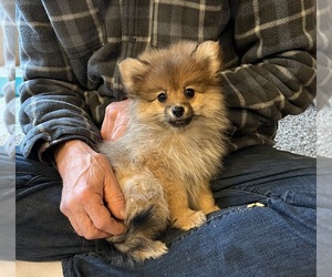 Pomeranian Puppy for sale in SNOHOMISH, WA, USA
