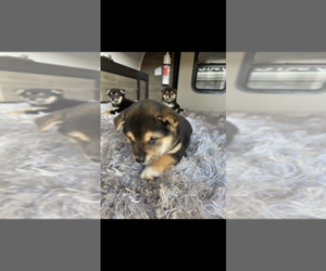 Shiba Inu Puppy for sale in FRENCH SETTLEMENT, LA, USA