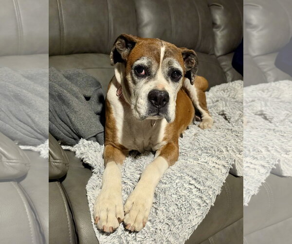 Medium Photo #2 Boxer Puppy For Sale in Dumont, NJ, USA