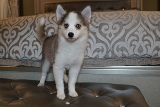 Pomsky Puppy for sale in DRACUT, MA, USA