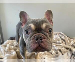 French Bulldog Dogs for adoption in San Clemente, CA, USA