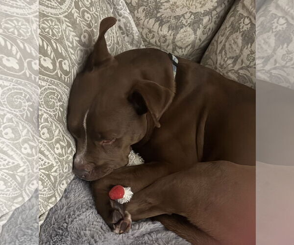 Medium Photo #5 Mutt Puppy For Sale in Spring Lake, NJ, USA