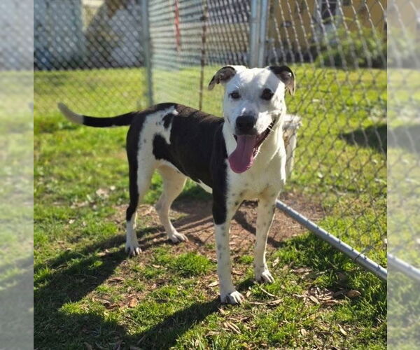 Medium Photo #3 American Pit Bull Terrier-Unknown Mix Puppy For Sale in Oakhurst, NJ, USA