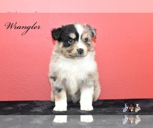 Australian Shepherd Puppy for sale in EASTON, MO, USA