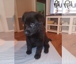 Small Photo #5 German Shepherd Dog Puppy For Sale in SCREVEN, GA, USA