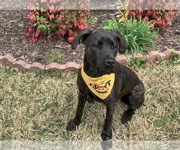 Medium Photo #5 Mutt Puppy For Sale in Euless, TX, USA