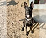 Small Photo #4 German Shepherd Dog Puppy For Sale in San Bernardino , CA, USA