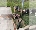 Small #14 Beagle Mix