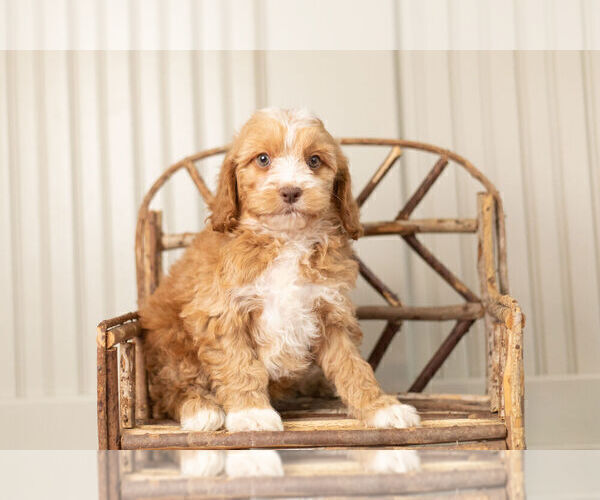 Medium Photo #3 Cockapoo Puppy For Sale in WARSAW, IN, USA