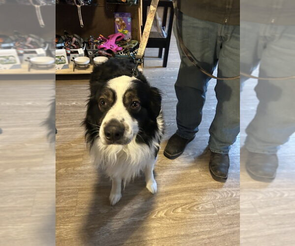 Medium Photo #2 Australian Shepherd Puppy For Sale in Foristell, MO, USA