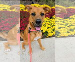 Small #2 Retriever  Mix