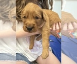 Puppy Puppy 3 Golden Retriever