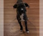 Small #2 Boxer Mix