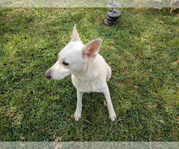 Medium Photo #3 - Mix Puppy For Sale in Hoffman Estates, IL, USA