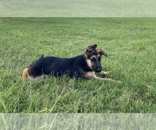 Medium Photo #6 German Shepherd Dog Puppy For Sale in WOLFE CITY, TX, USA