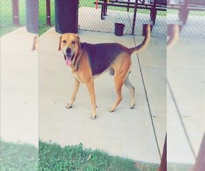 Labrador Retriever-Unknown Mix Dogs for adoption in Grovetown, GA, USA