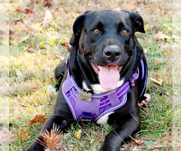 Medium Photo #1 Labrador Retriever-Unknown Mix Puppy For Sale in Blairsville, GA, USA