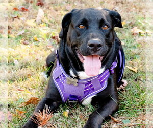 Labrador Retriever-Unknown Mix Dogs for adoption in Blairsville, GA, USA