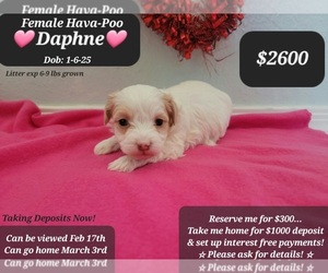 Poovanese Puppy for sale in TUCSON, AZ, USA