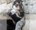 Small Photo #14 Shiba Inu Puppy For Sale in MANITO, IL, USA