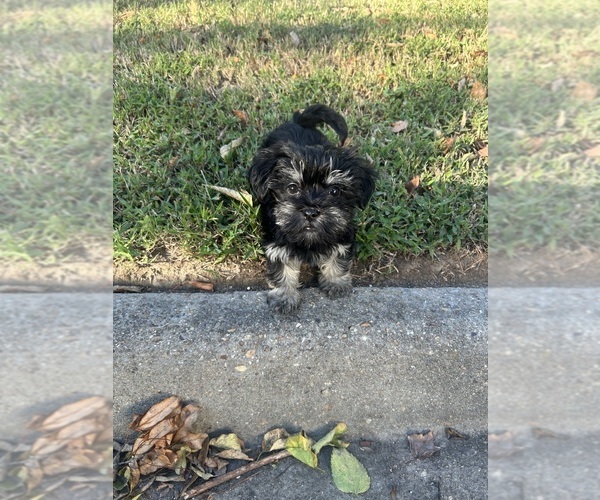Medium Photo #1 Morkie Puppy For Sale in VIRGINIA BEACH, VA, USA
