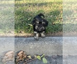 Cash - Male Morkie Puppy for Sale - Small photo
