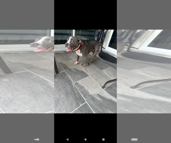 Medium Photo #2 Bullypit Puppy For Sale in Miami, FL, USA