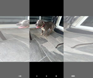 COURTESY POST: Maya - Female Bullypit Dog for Adoption - Photo #2