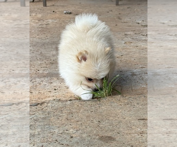 Medium Photo #1 Pomeranian Puppy For Sale in ENID, OK, USA