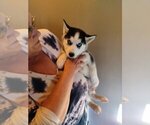 Small Photo #3 Siberian Husky Puppy For Sale in PIKEVILLE, TN, USA