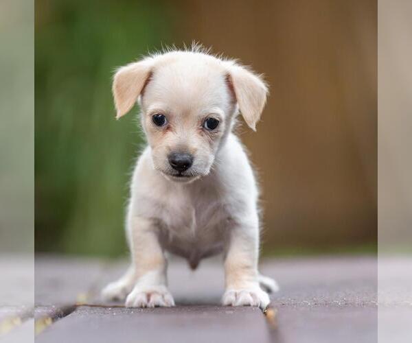 Medium Photo #3 Poodle (Miniature)-Unknown Mix Puppy For Sale in San Diego, CA, USA