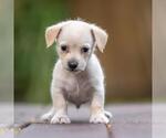 Small #2 Poodle (Miniature) Mix