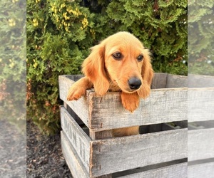 Dachshund Puppy for sale in MIDDLEBURY, IN, USA
