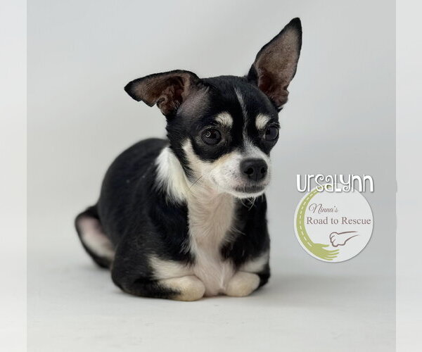 Medium Photo #3 Chihuahua Puppy For Sale in Benton, LA, USA