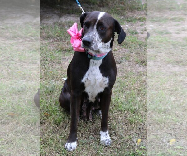 Medium Photo #3 Lab-Pointer Puppy For Sale in Bandera, TX, USA