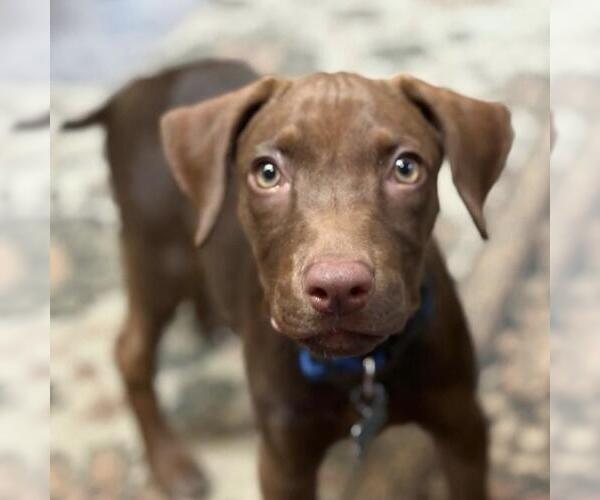 Medium Photo #1 Labrador Retriever-Unknown Mix Puppy For Sale in San Diego, CA, USA