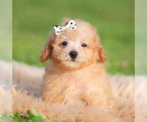 Medium Photo #69 Poodle (Miniature) Puppy For Sale in WARSAW, IN, USA