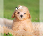 Small #1 Poodle (Miniature)