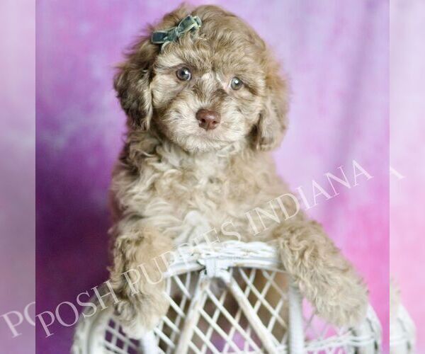 Medium Photo #1 Maltipoo (Miniature) Puppy For Sale in WARSAW, IN, USA