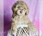 Puppy Fresno Maltipoo (Miniature)